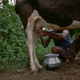 Ramu, who lives in Devanipattanam and is a kothi married with two children, milks one of his cows.